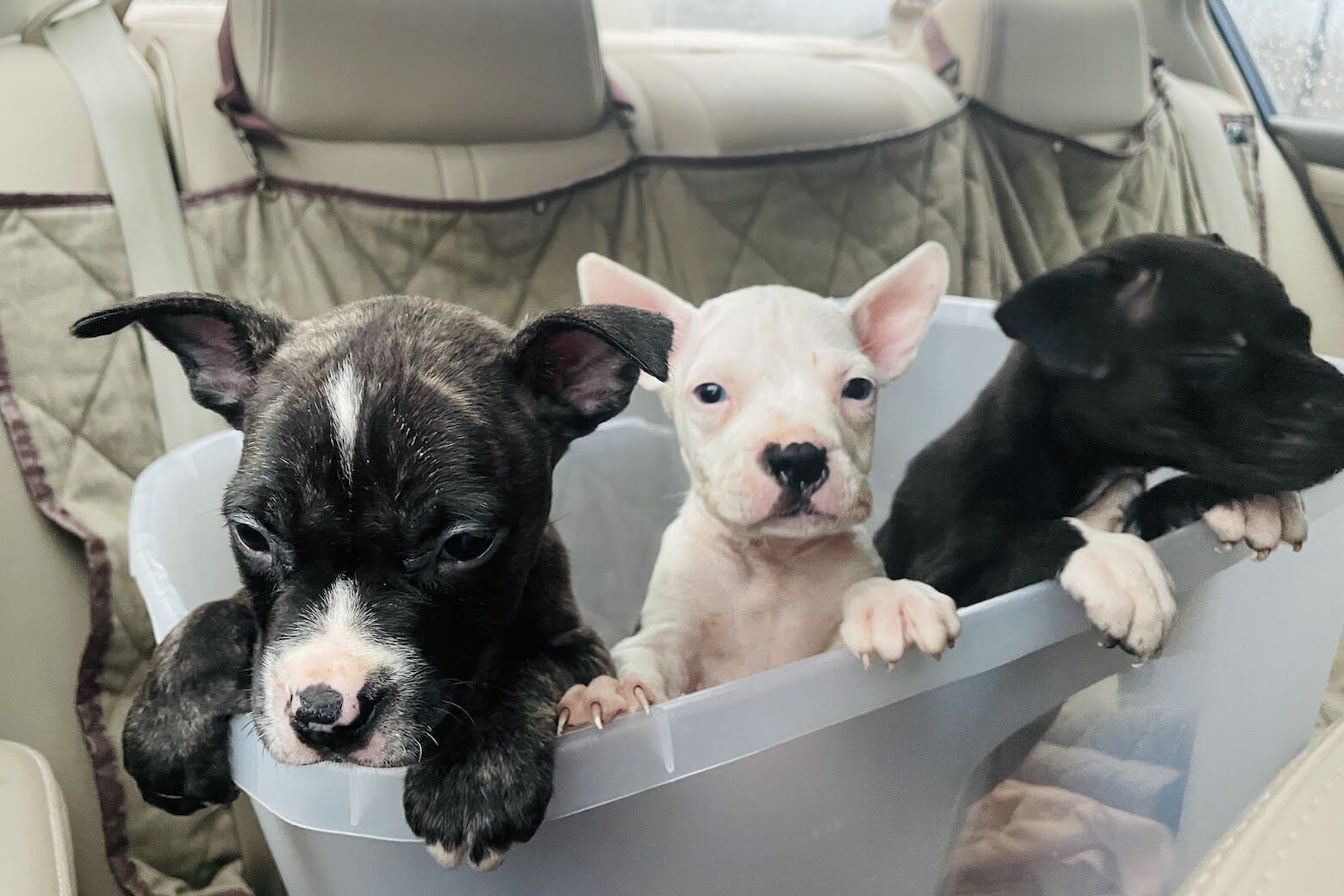 <p>Meet Payday, Waffles, and Twix – three irresistible pittie puppies with big hearts and even bigger personalities!</p>
<p>Just two months old, these sweet girls were found last month abandoned in a box outside the Humane Rescue Alliance. When they first arrived, they were in rough shape—but with loving medical care and time in a safe foster home, they&#8217;ve truly blossomed. Now happy, healthy, and full of puppy energy, they&#8217;re ready to find their forever families!</p>
<ul>
<li><b>Payday</b> is the tallest of the trio and hands-down the biggest snuggle bug. While she loves a good play session with her sisters, her favorite place is curled up in your lap soaking up attention.</li>
<li><b>Waffles</b> is the thinker of the bunch. Calm, observant, and incredibly smart, she&#8217;s often the first to sit and take in her surroundings. She&#8217;s also the quietest of the three—less bark, more brains!</li>
<li><b>Twix</b> may be the smallest, but don’t let her size fool you—she’s full of spunk and spirit. With her striking blue eyes and unique brindle-and-white coat, she looks a bit like a baby cow—and plays just as adorably. Twix has loads of energy and loves wrestling with her sisters now that she’s feeling strong and healthy.</li>
</ul>
<div>All three are dog-friendly, affectionate, and ready to bring joy to their new families. Could one of these girls be your new best friend? Go to <a href=index-2145.html target="_blank" rel="noopener">humanerescuealliance.org</a> for more information on these puppies and any of our other adoptable animals!</div>

